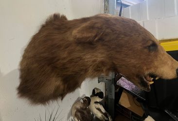 Black bear head taxidermy