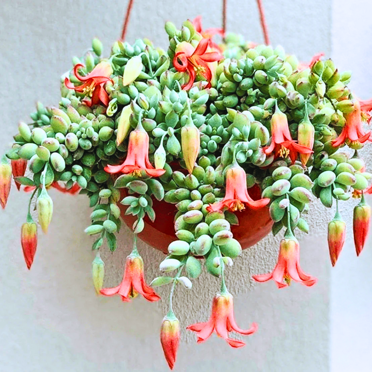 Cotyledon Pendents