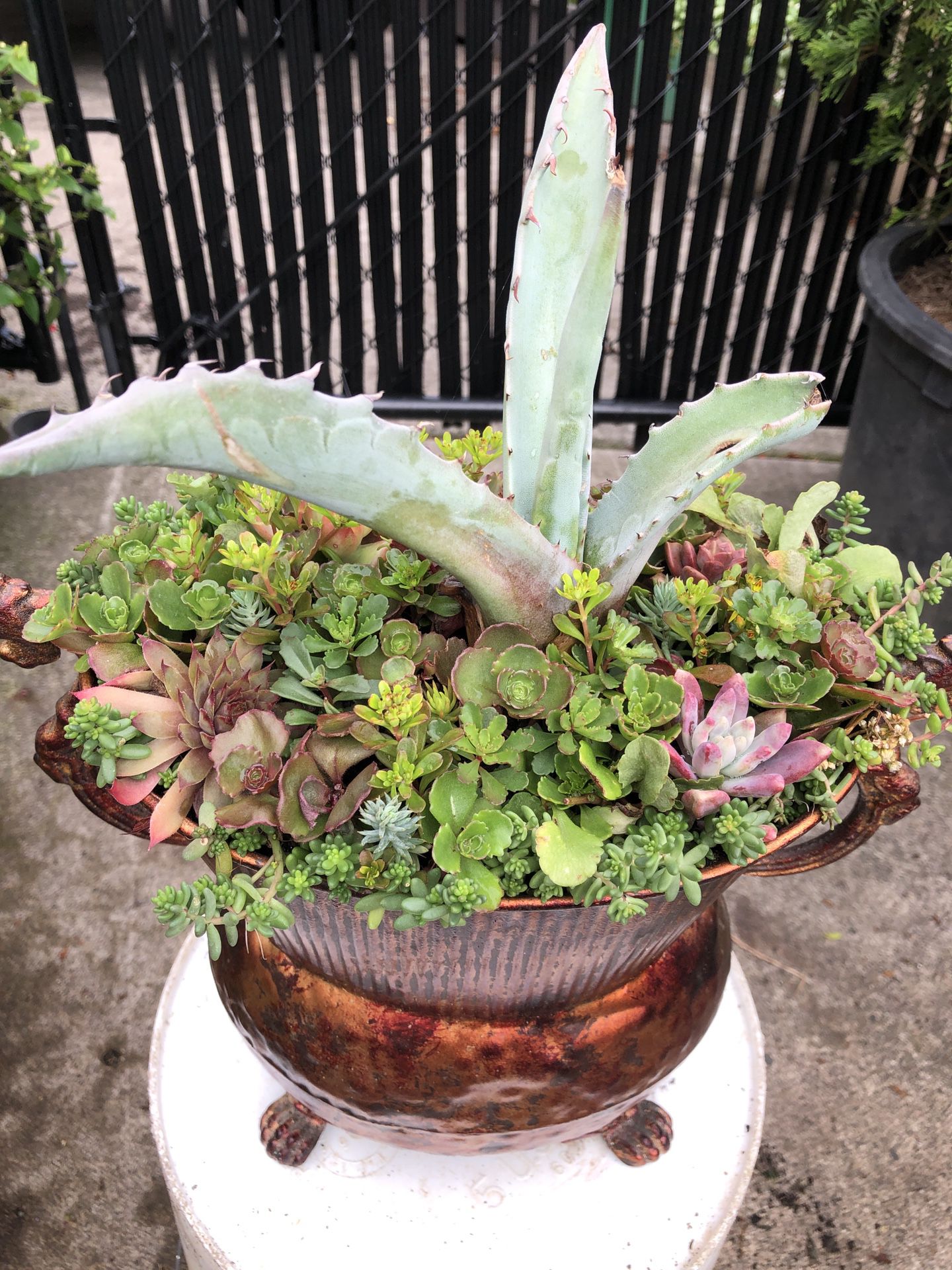 Succulents plants in its own containers