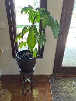 Umbrella Tree