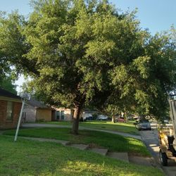 Corto Arboles Estimado Gratis 