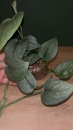 Scindapsus Silver Cloud-4” Pot