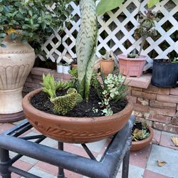 Plants