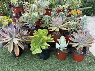 Variety Of Succulents Plants