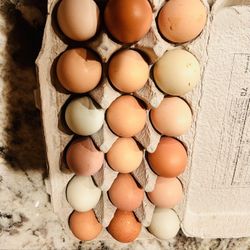 Free Range Organic Eggs 