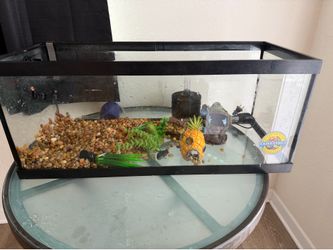 Acuario set up and 40 gallons tanks