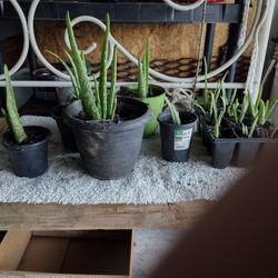 Aloe Vera Plants
