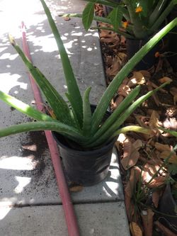 Alo Vera plant different sizes and prices