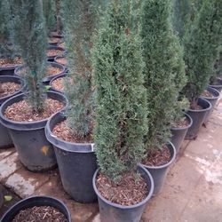 Tany Tawer Cypress Trees 3ft
