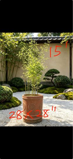 15feet Live Bamboo Plant in giant Terra Cotta Pot (28x28”)