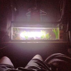 Fish Tank 