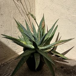 Alo Vera Plant 