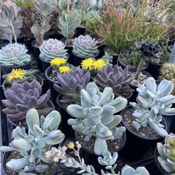 Succulents & Cacti
