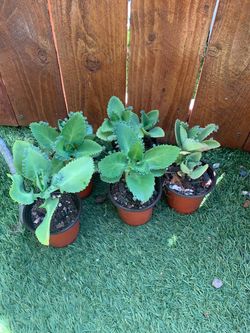 Kalamchoe daigremontiana madre de mil