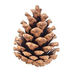 Pine Cones For Craft