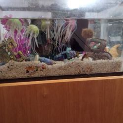 10 Gallon Fish Tank With 2 Angel Fish