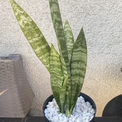 Snake Plant.