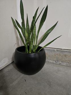 Snake Plant in a pot