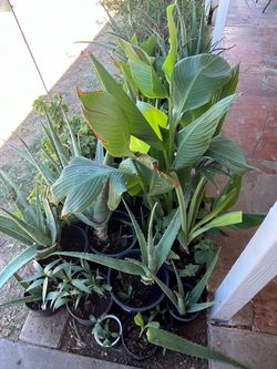 Redecorate Your Garden with A Collection Plants