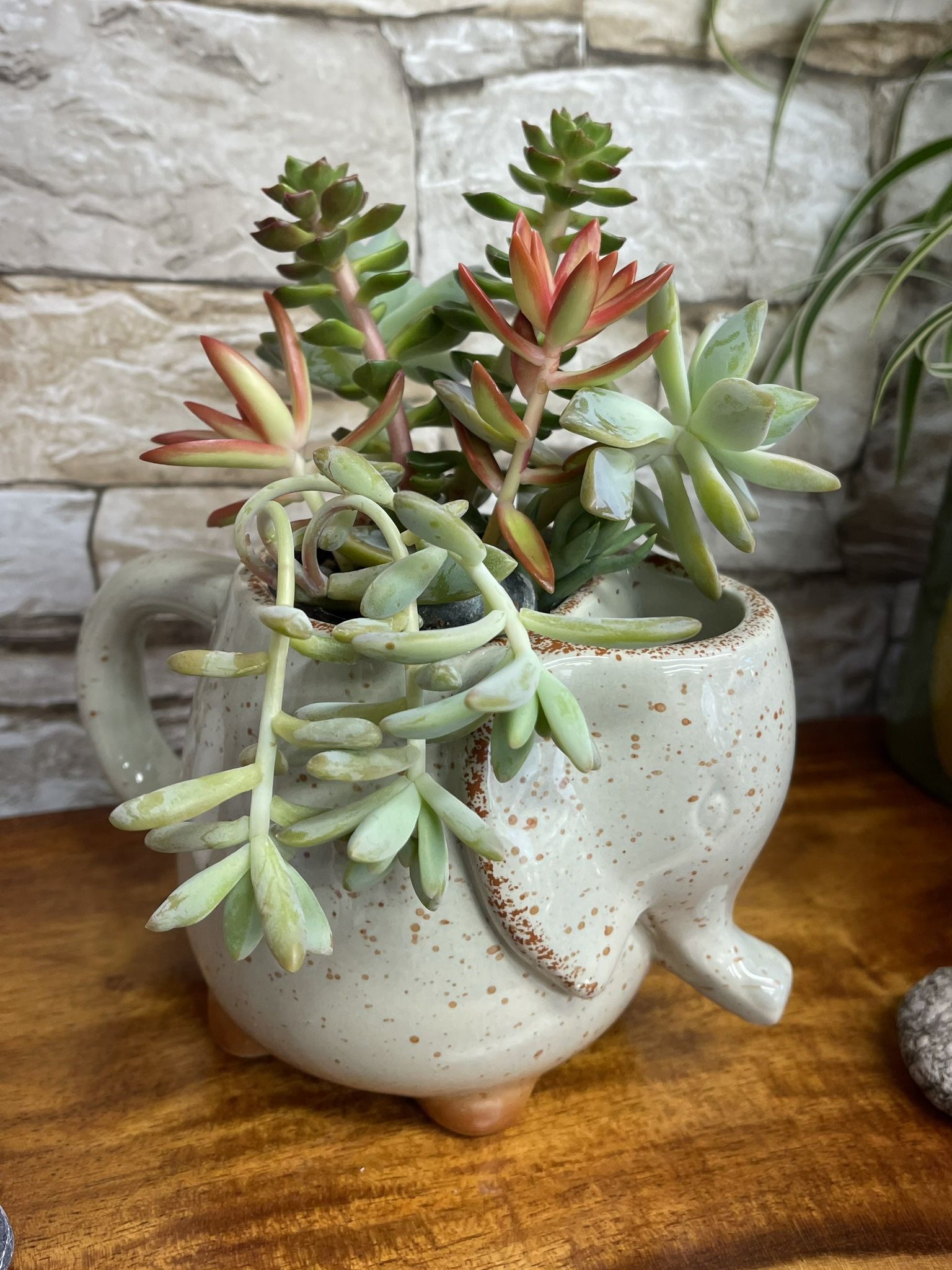 Cute succulents Arrangement In Elephant Pot 4"H.