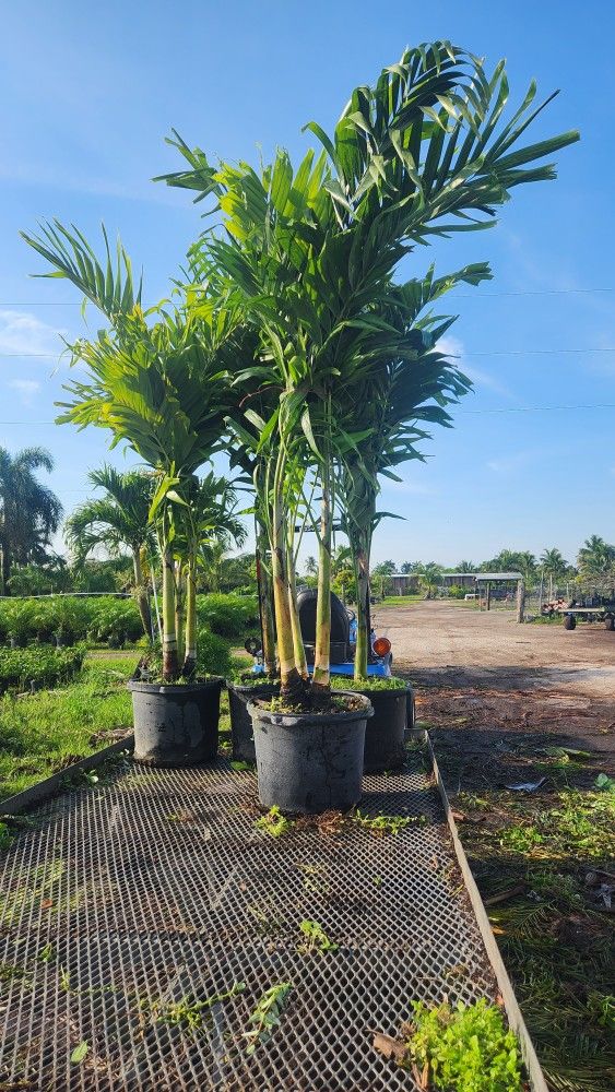 Beautiful Christmas Palms!!! Fertilized!! 6 Feet Tall