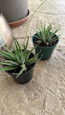Plant