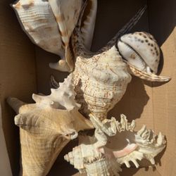 VINTAGE REAL SEASHELLS 