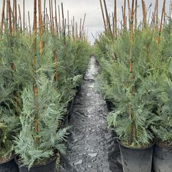 Leyland Cypress Trees
