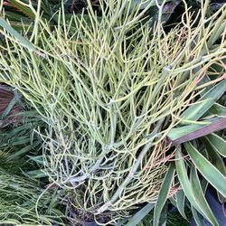 Trees And Other Plants 