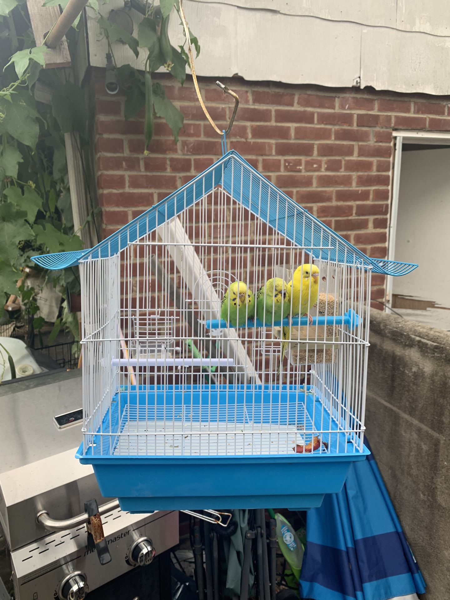 New Blue Cage 