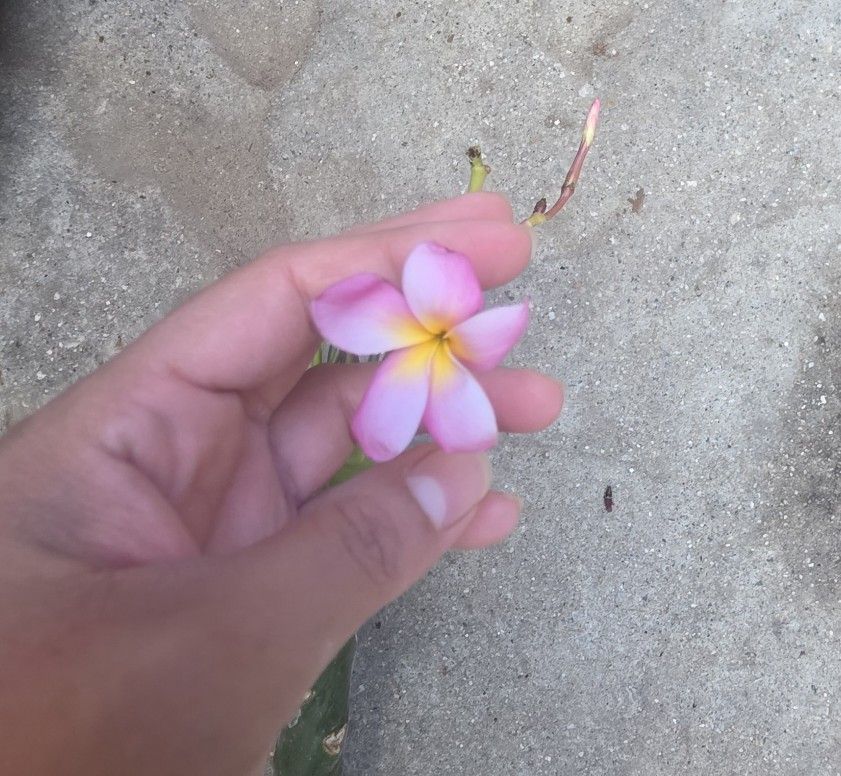 Cutting Plumeria 