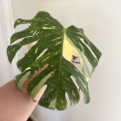 Monstera Thai Constellation 