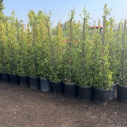 Indian Laurel Ficus 15 Gal