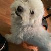 Hugo 