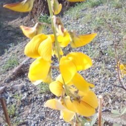 Chipilin Chipil Chepil Plant Fully Grown Planta Grande Floriando