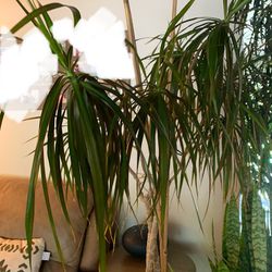 Large Live dracaena marginata Plant With Pot 
