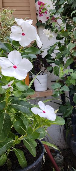 Planta Natural