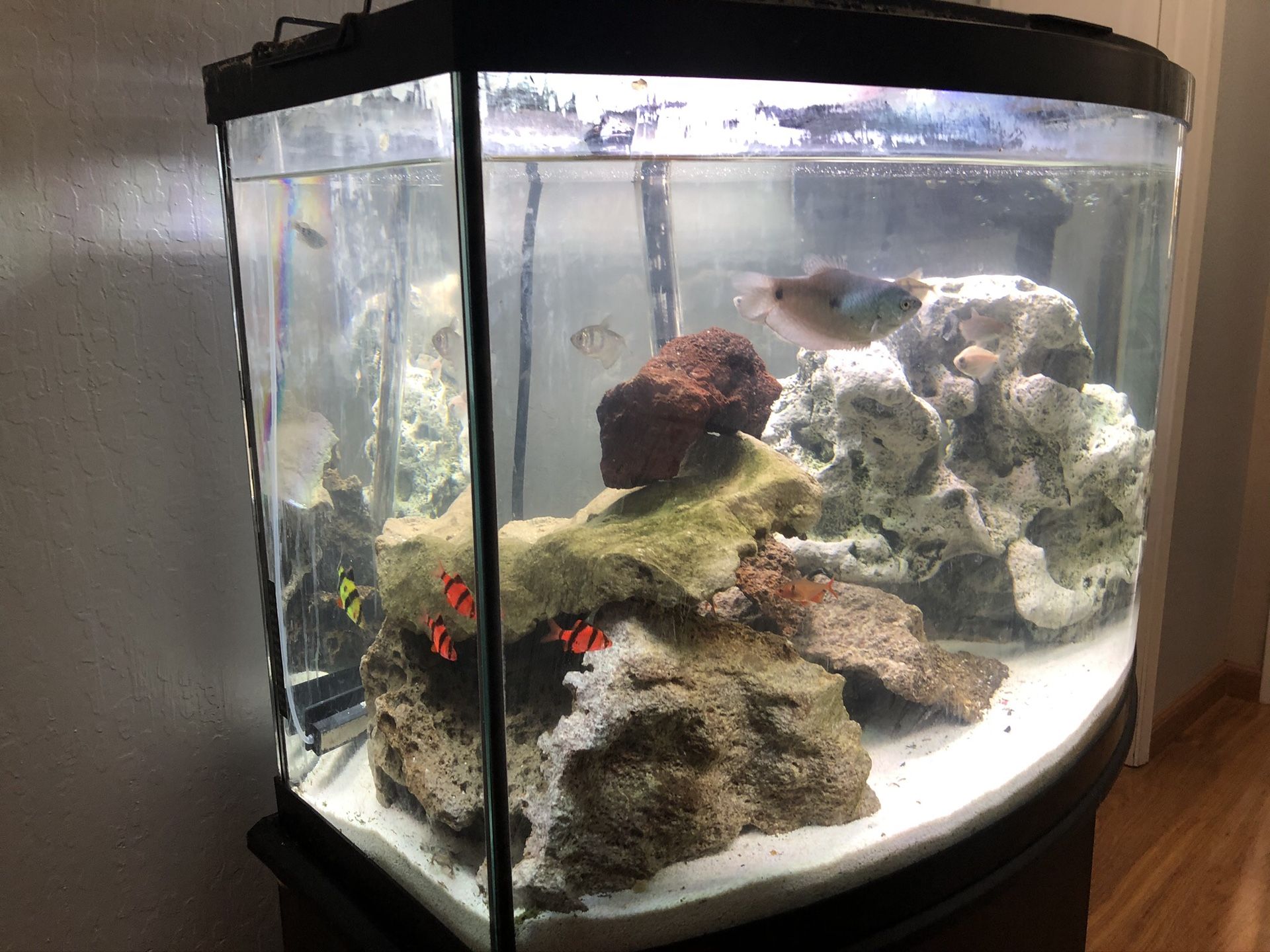 50 gallon aquarium bowed fish tank with stand