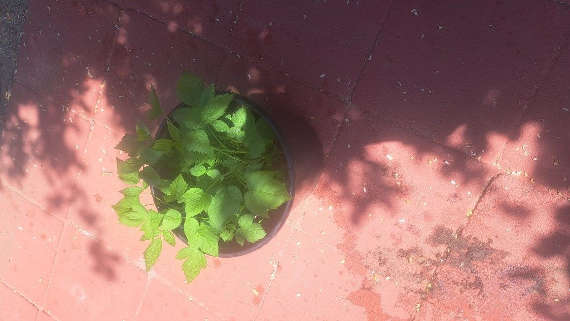 Raspberry Plants