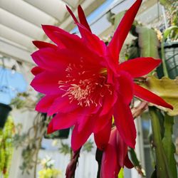 Deep Red Epiphyllum/ Orchid Cactus Plant - $7 Each Cutting ( Cuttings Only) Not Rooted 