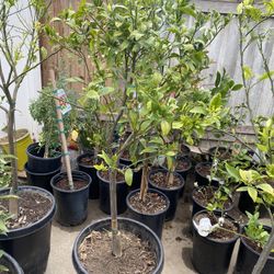 Fruit Trees 