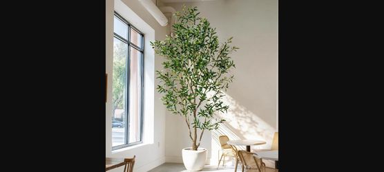Faux Olive Tree with White Pot and Moss - Realistic Artificial Indoor/Outdoor Plant