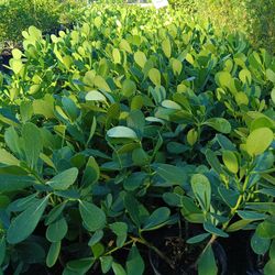 Clusia Privacy Hedge Plants 🌿 3gl $4.50