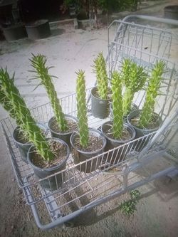 Cactus plant blooms red when it blooms 5each or 3 for ten