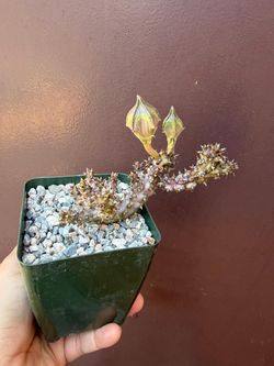 4” stapelia persian carpet