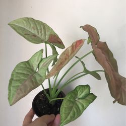 Beautiful Pink Confetti Syngonium Plant