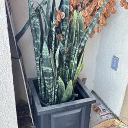 Snake Plant With Pot