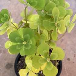 Variegated Lucky Clover Plant