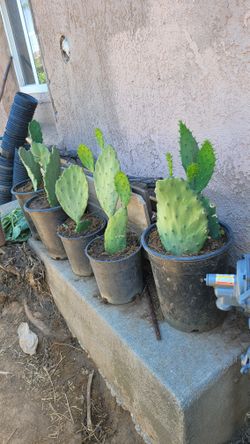 Nopales