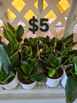 Snake plants